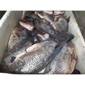 CATCH TILAPIA 300-500