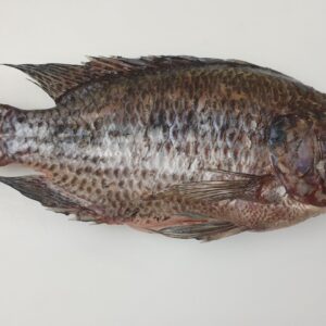 CATCH TILAPIA 500-800