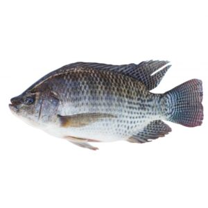 CATCH TILAPIA 800+