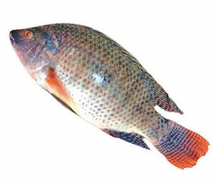 OCEANEXP TILAPIA 800-1000