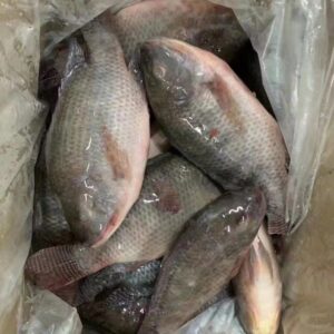 QSF TILAPIA 500-800