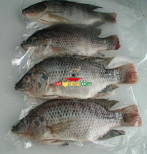 RB TILAPIA 500-800