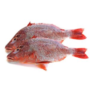 RED BREAM 600