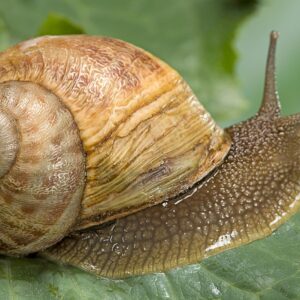 SNAIL