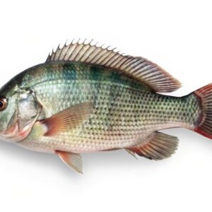 TILAPIA LRG SINGLE 650
