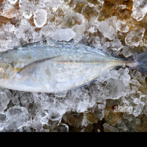 TREVALLY FROZEN