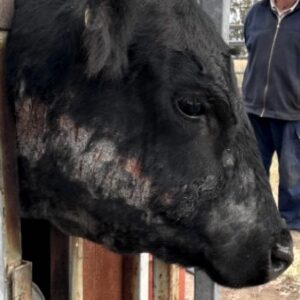 TRIHO-COW SKIN ON THE HEAD