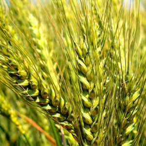 WHEAT