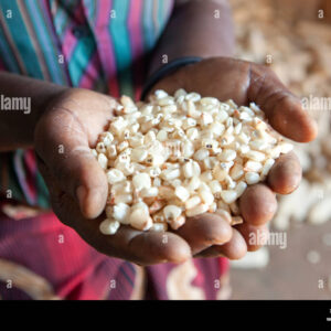 WHITE MAIZE KERNELS UGANDA